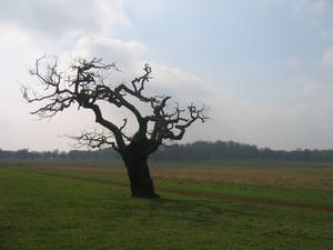 Dead tree at dawn