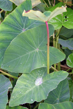 Lilly pads