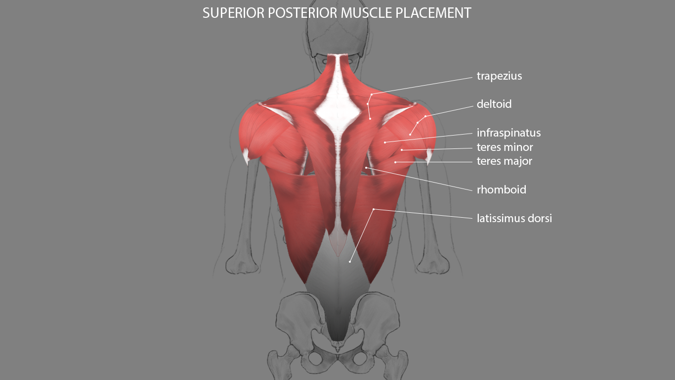 Torso Superior Posterior Muscle Placement By Rkoshi On Deviantart