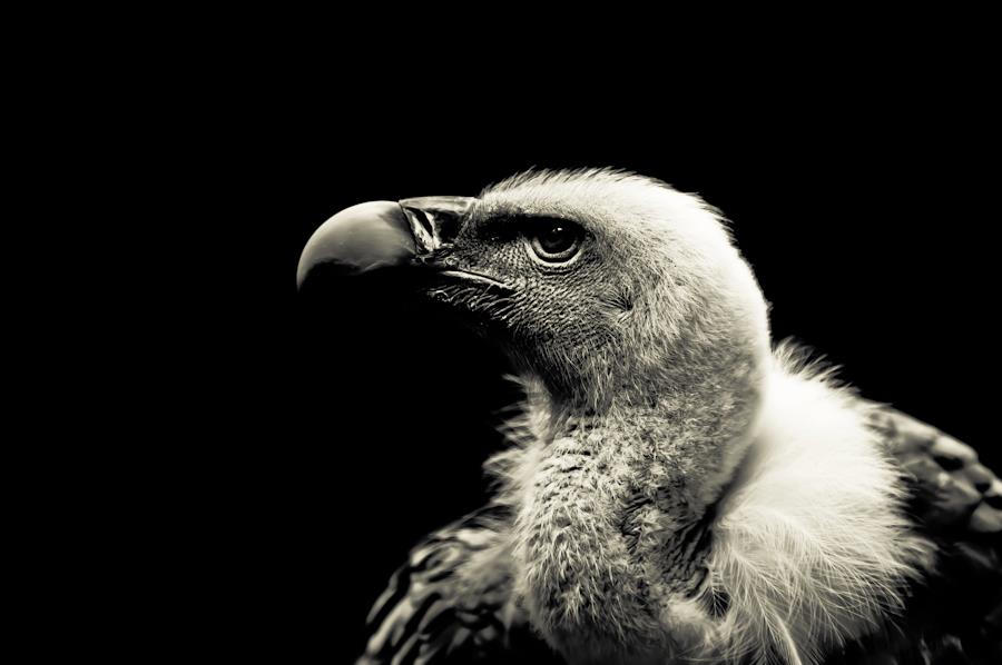 Vulture by nicky