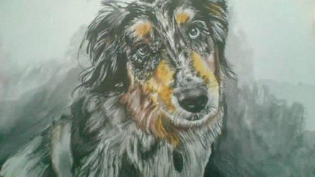 Merle Australian Shepherd