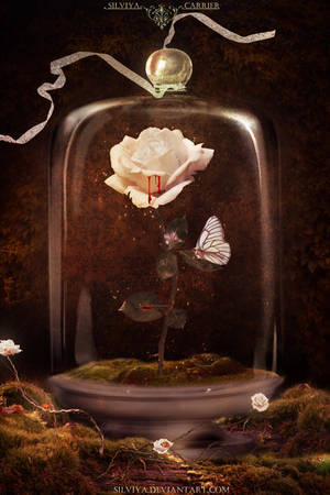 Bleeding Rose by silviya Bleeding Rose by silviya