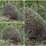 Hedgehog in the Fog