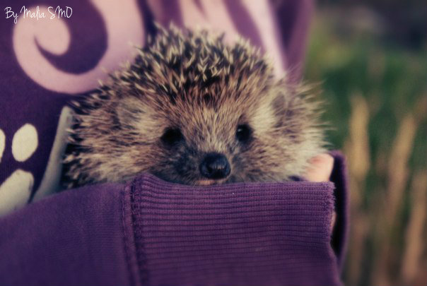 Russian small hedgehog