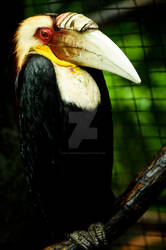 Wreathed Hornbill 2