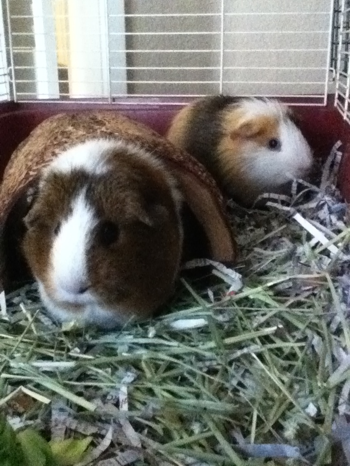 My pigs r fat