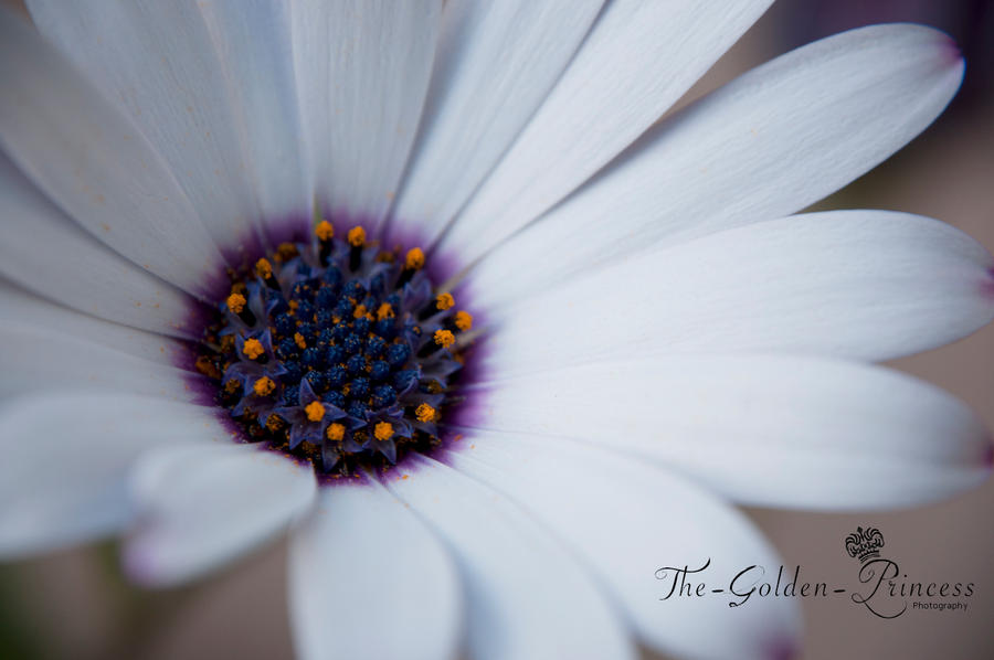 Daisy Flower 1 ..