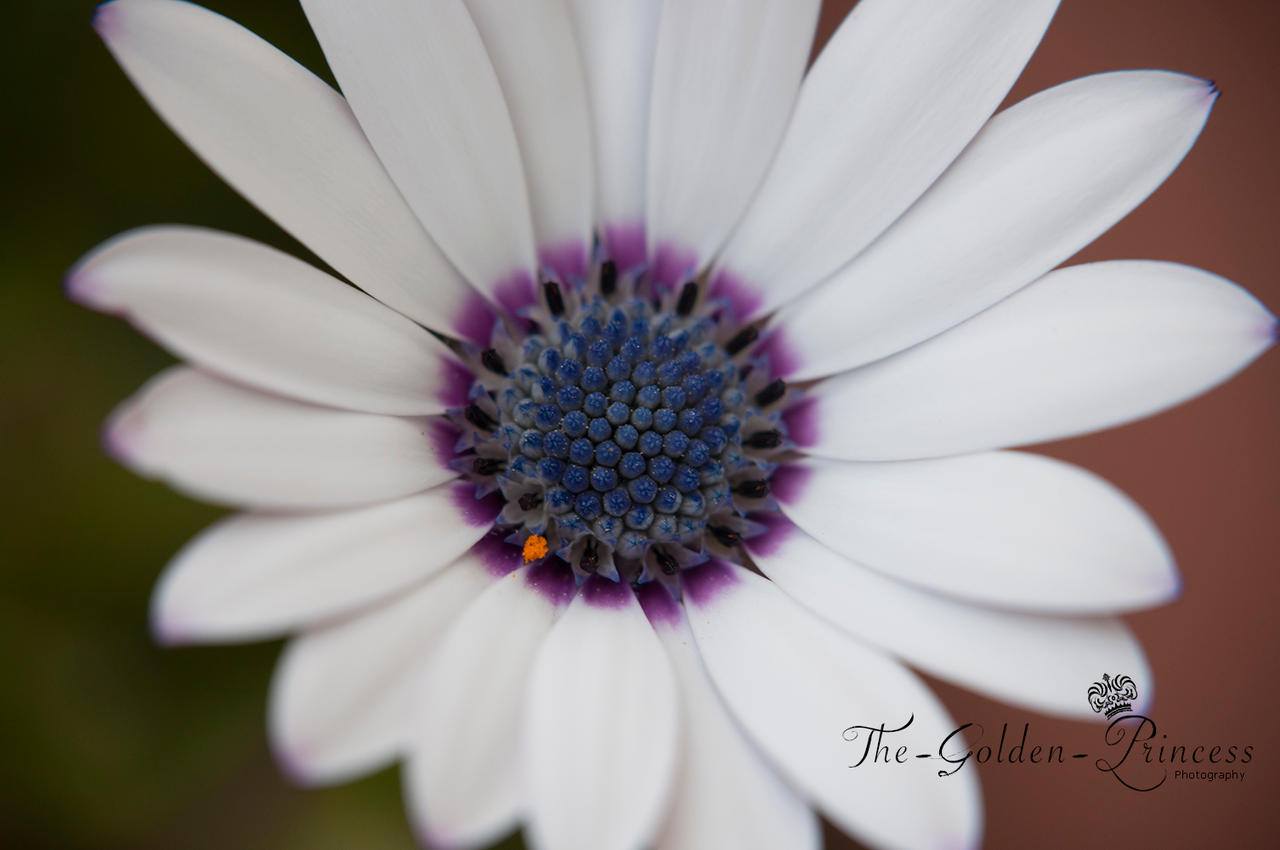 Daisy Flower 3 ..