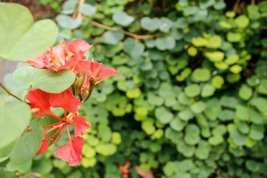 Fairy Flowers 2