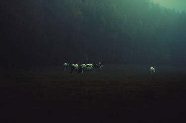 foggy cows II