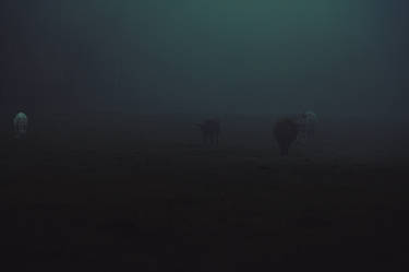foggy cows