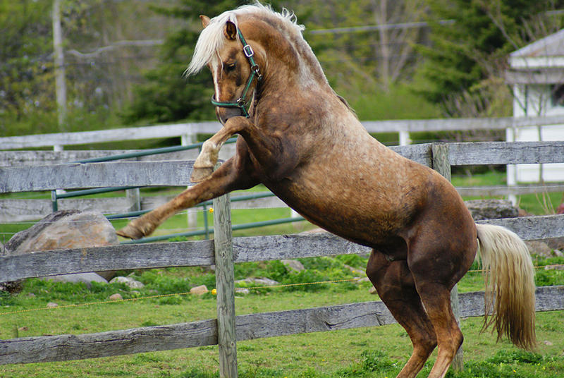 Лошадку жизнь. Лошадь. Живые лошади. Образ жизни лошади. Паломино фриз.