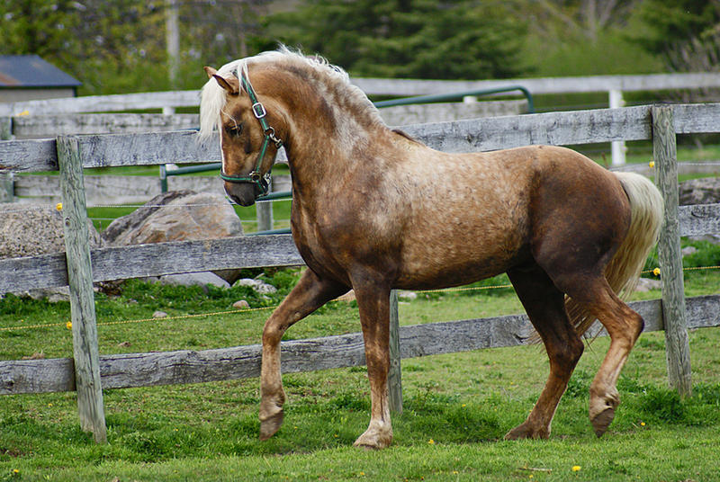 Horse Stock 53 by Blissfully-Blind Horse Stock 53 by Blissfully-Blind