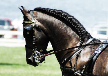 Friesian III