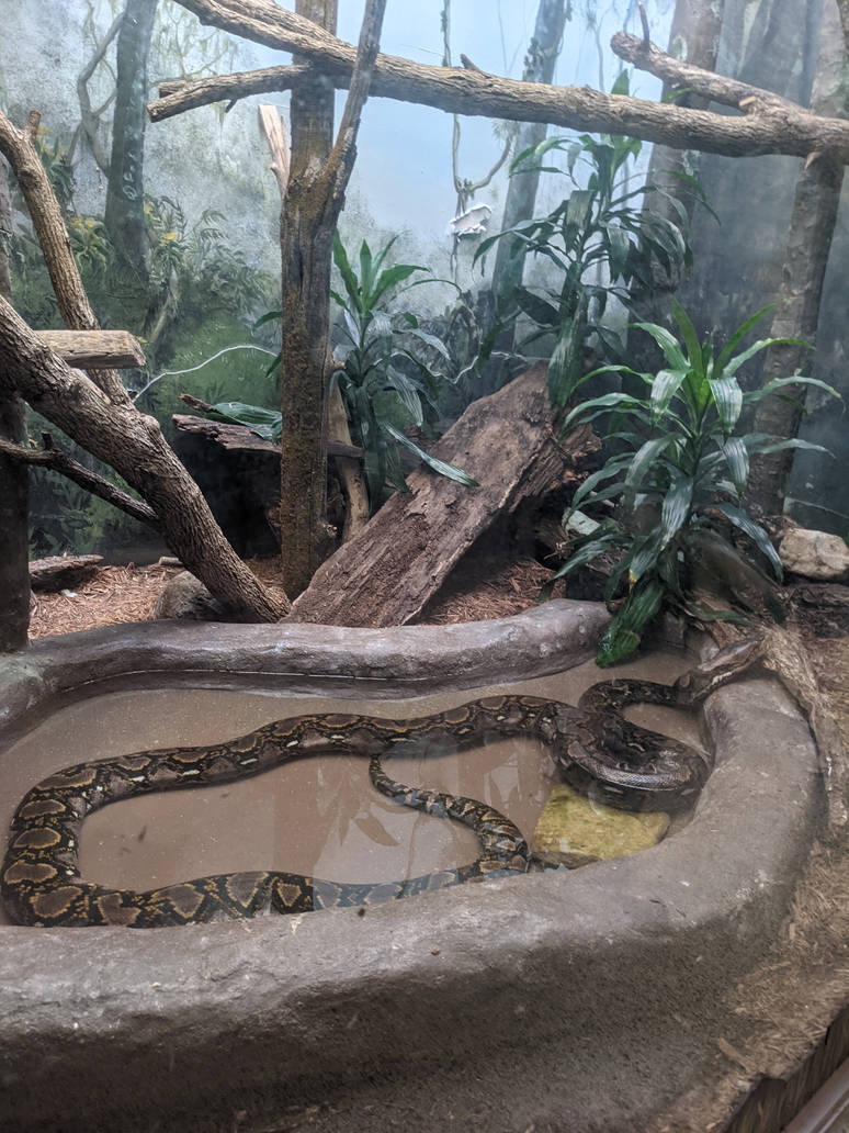 Reticulated Python 2 (Brookfield Zoo) by SirReddoReborn on DeviantArt