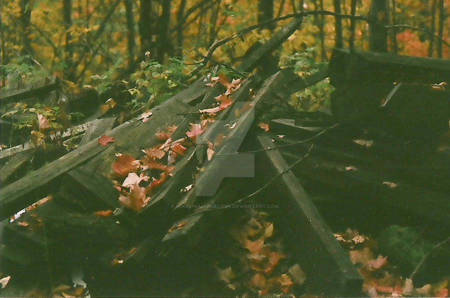 Autumn wood pile