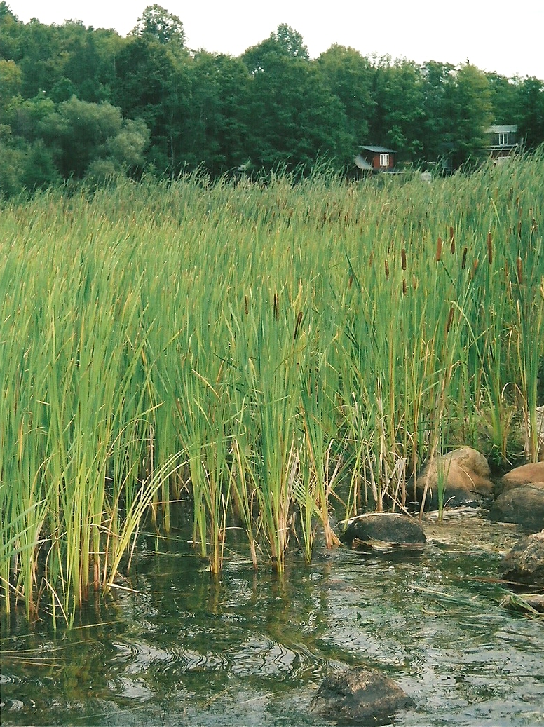 Weeds in the Water