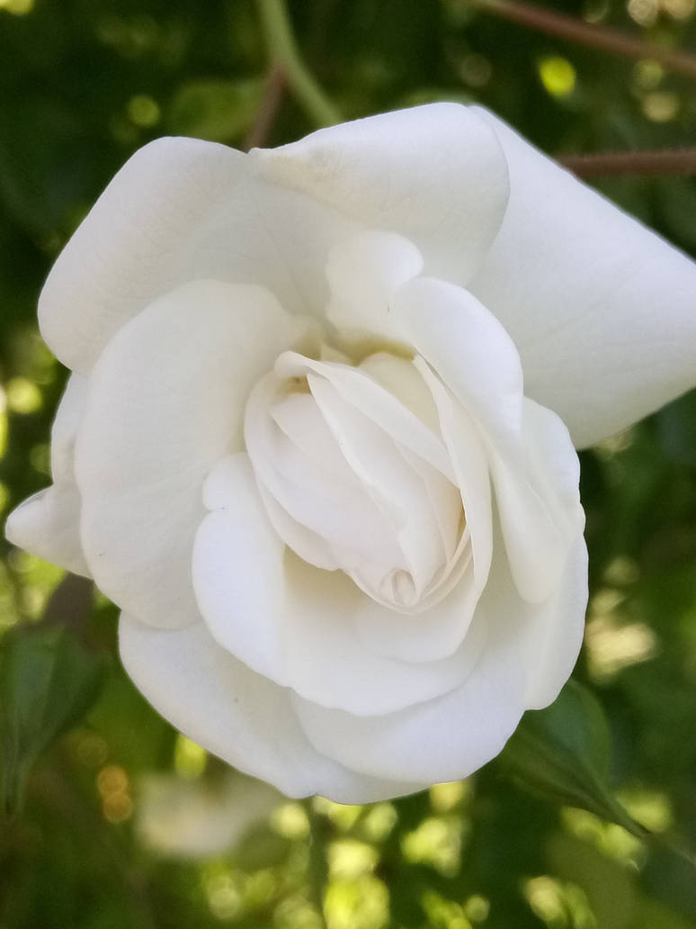 Unfolding White Rose by Alyceium34 on DeviantArt