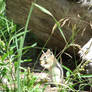 Snacking Chipmunk