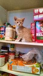 Cupboard Kitten