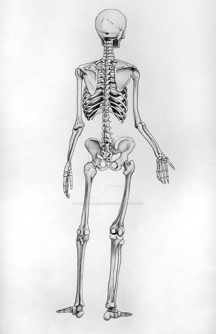 Skeletal Back by BlackSpiralDancer1 on DeviantArt