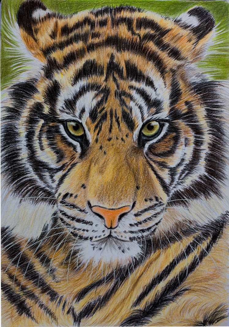 Sumatran Tiger coloured pencils by Sarahharas07
