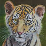 Sumatran tiger cub, coloured pencil