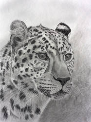 Leopard in graphite