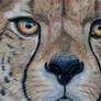 Cheetah pastels