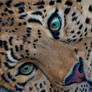 Leopard pastels