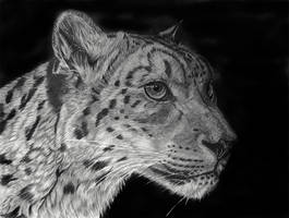 Snowleopard