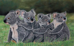 Koala pastels