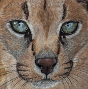 Caracal, soft pastels