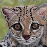 Margay pastels