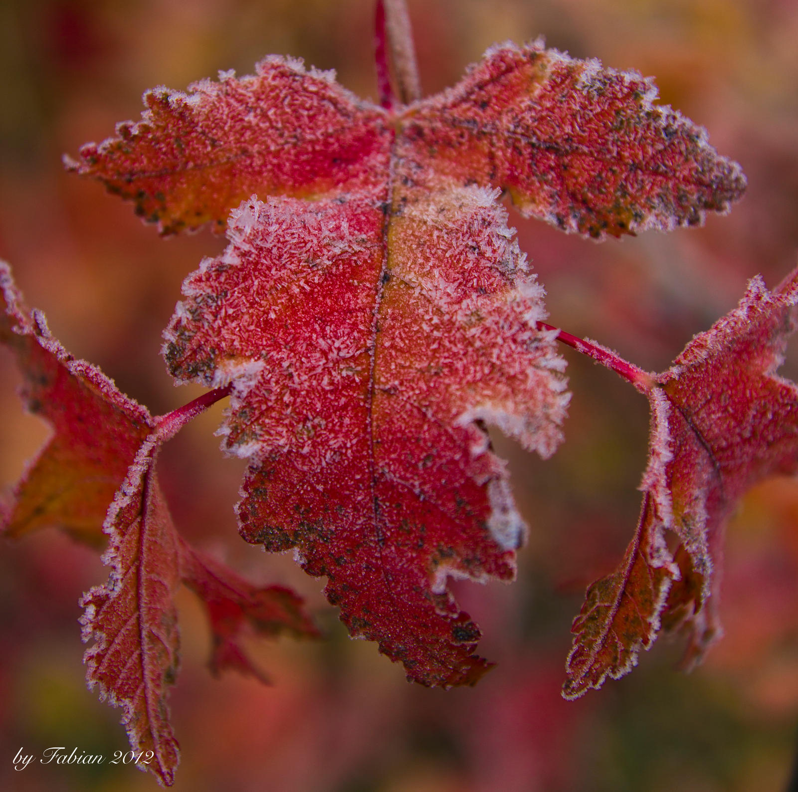 leaf in fall