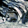 Penguin Photo 'Oil Painting'