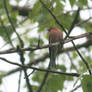 Chaffinch