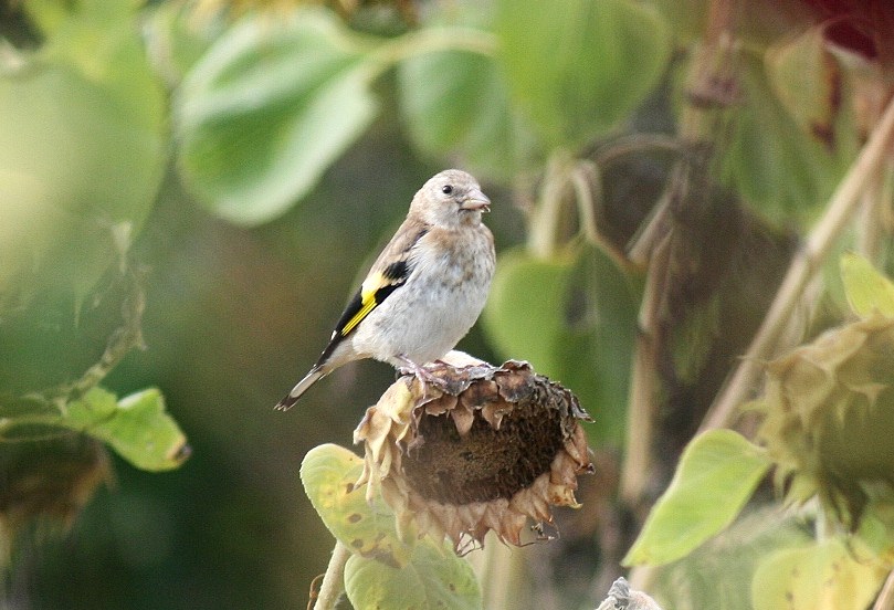 In the sunflower