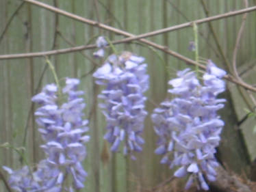 Wisteria Vine close up