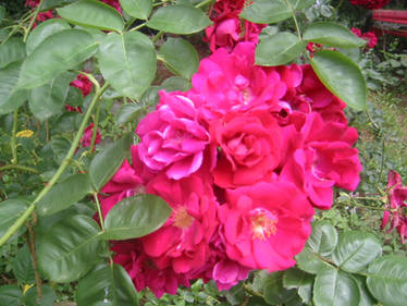 Rose Bush-close up 1