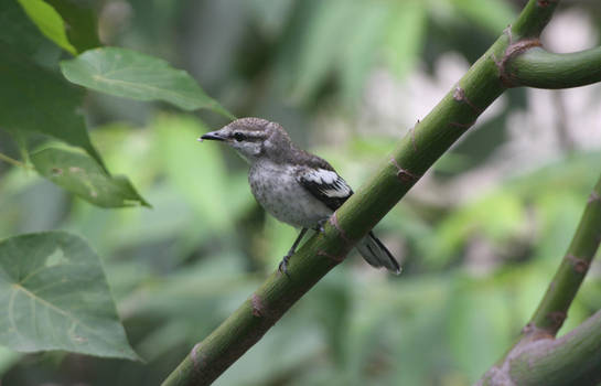 pied triller