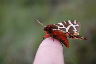 big bear butterfly