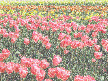 Field of Flowers