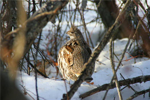 Puffy Bird.