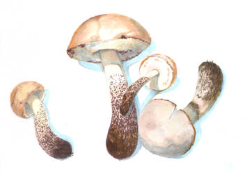 Mushrooms markers