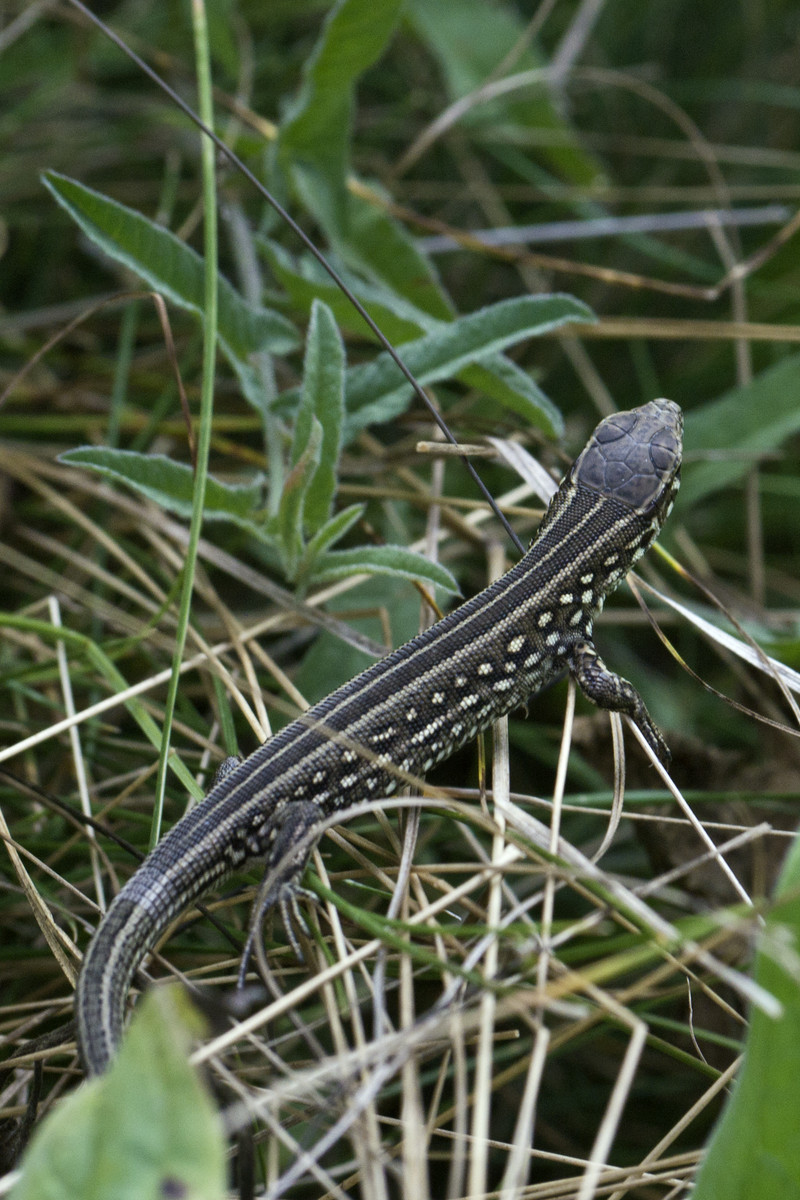 Small lizard