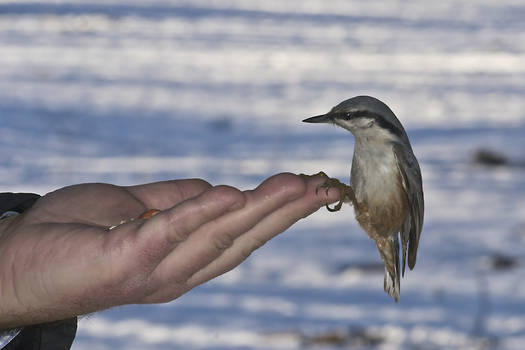 Nuthatch on a palm