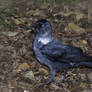 Jackdaw