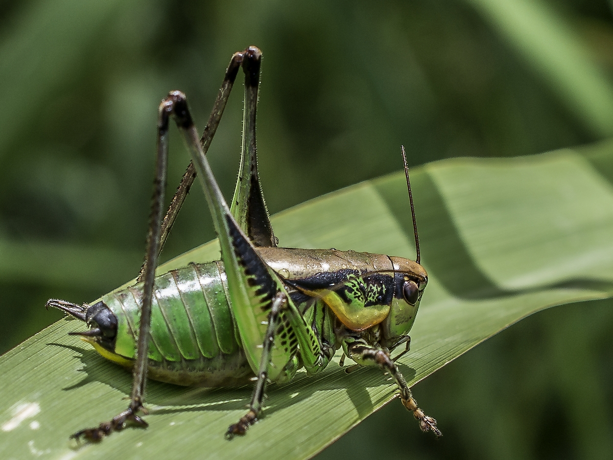 Large grasshopper