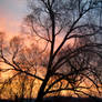 Dead Tree- -Living Sunset
